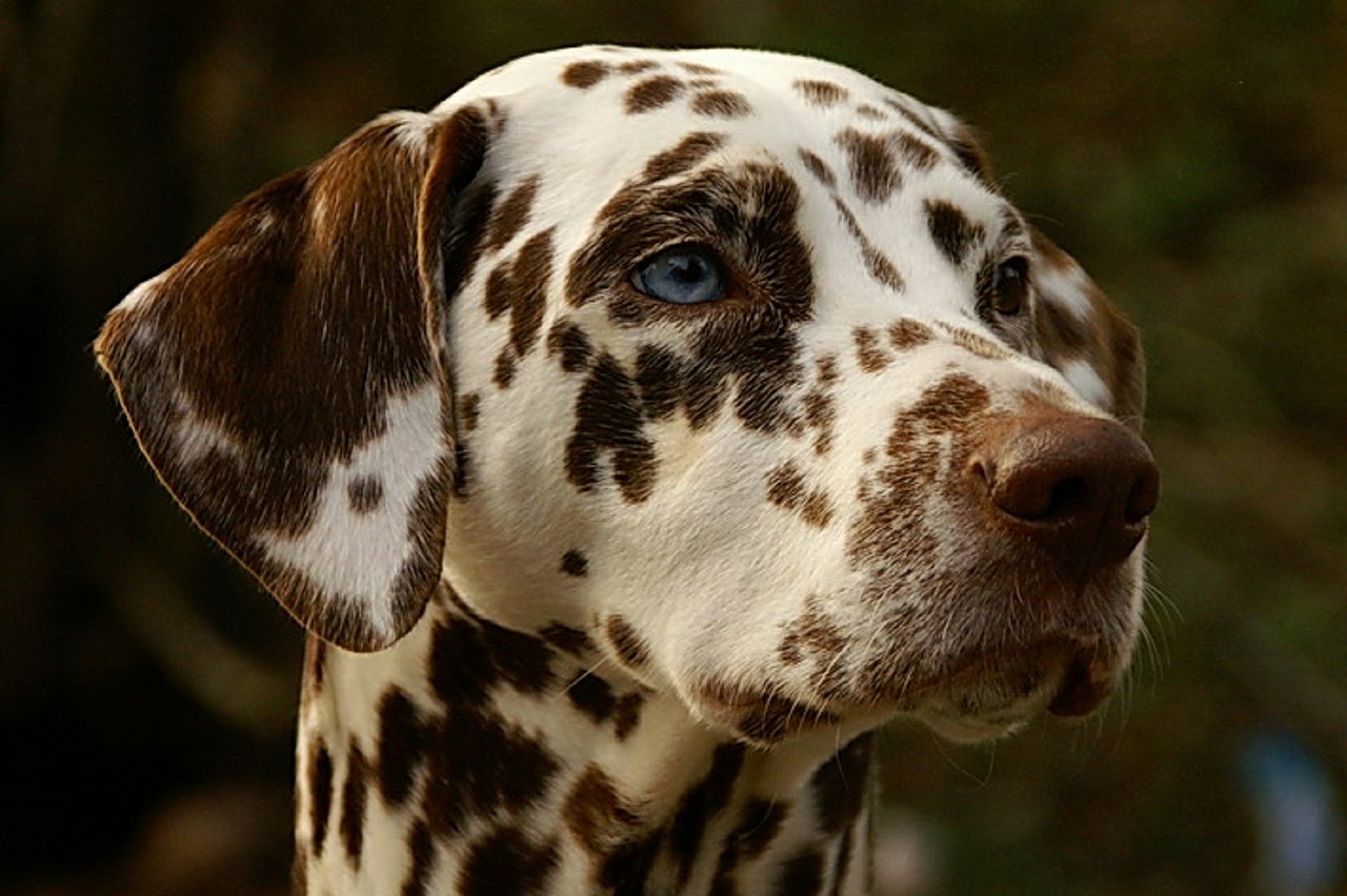 Dalmatian 568645 1280
